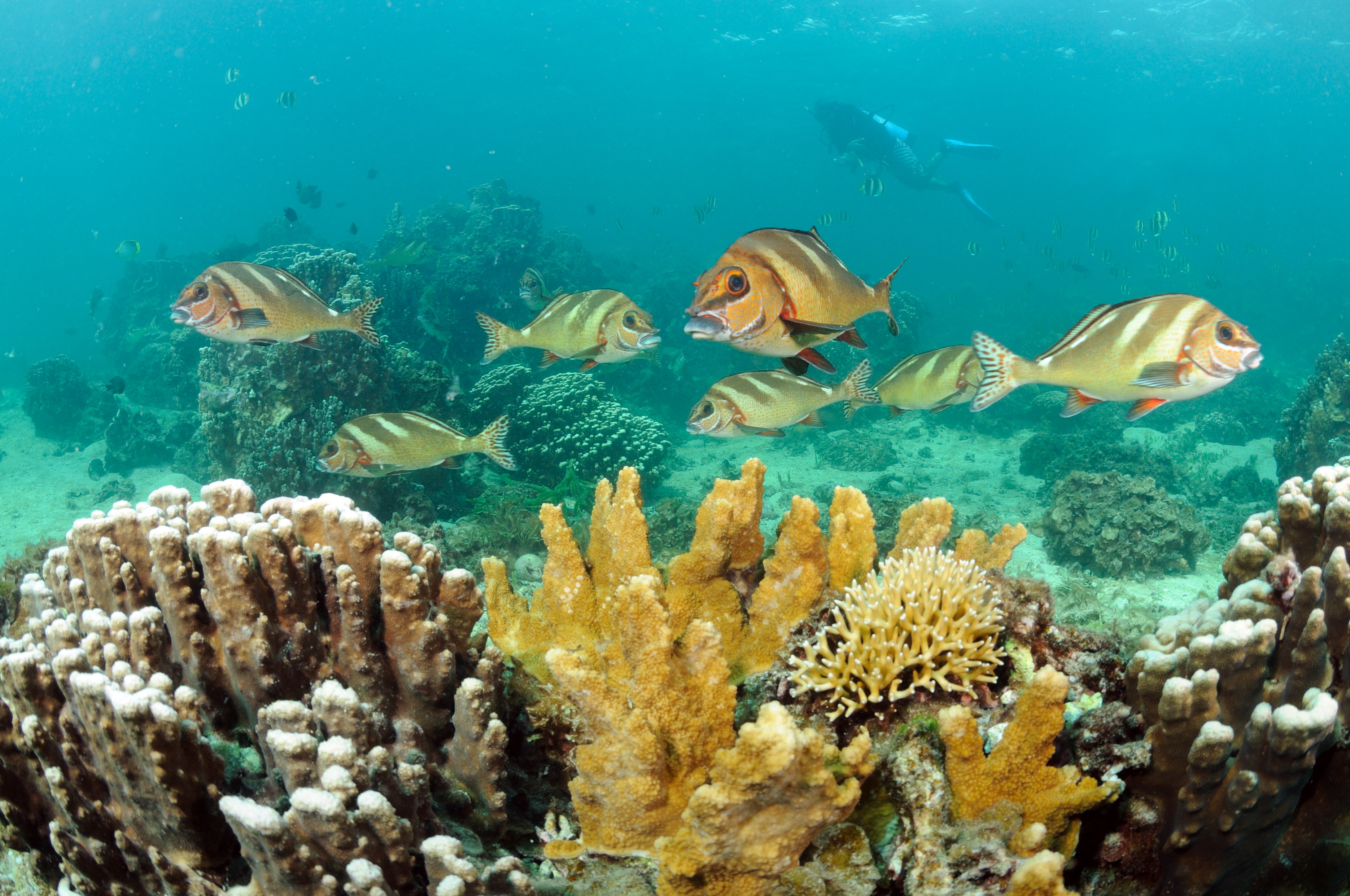 lord-howe-island-marine-park-lord-howe-island-board